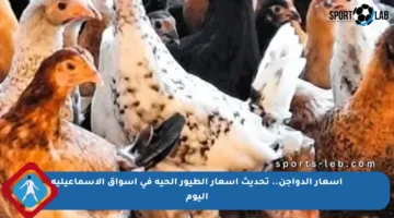 أسعار الدواجن.. تحديث أسعار الطيور الحية في أسواق الإسماعيلية اليوم